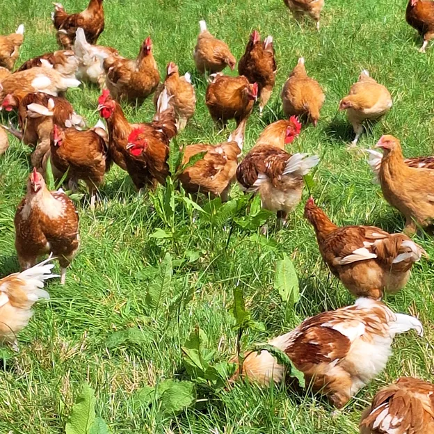Troupeau de poules fermières en liberté sur un pré vert.