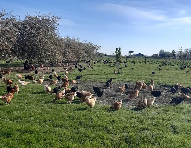 Éleveuse nourrissant des poulets en plein air dans une ferme.