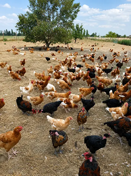 Troupeau de volailles fermières en plein air sur une parcelle naturelle.