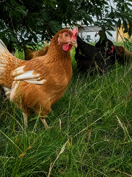 Poule fermière en pleine santé dans un enclos herbeux.