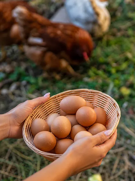Poules fermières et œufs frais dans un panier en Civry-la-Forêt.