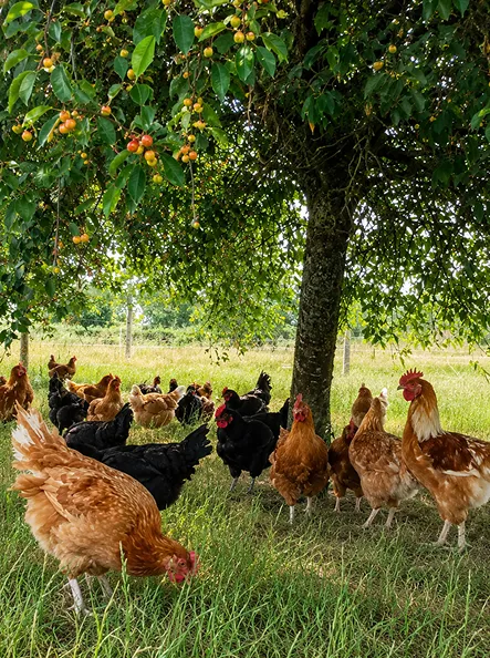 Troupe de poules fermières en liberté sous un arbre fruitier.
