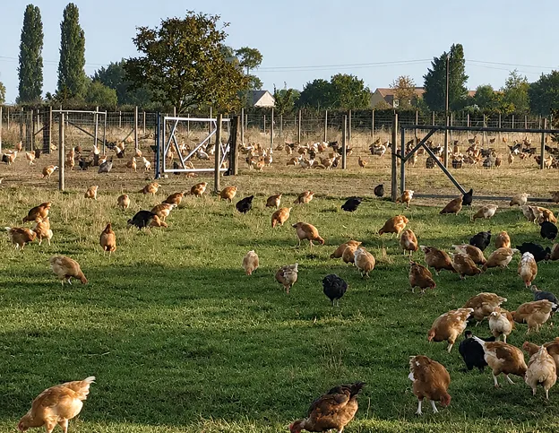 Volailles fermières en plein air sur une parcelle herbeuse à Civry-la-Forêt.