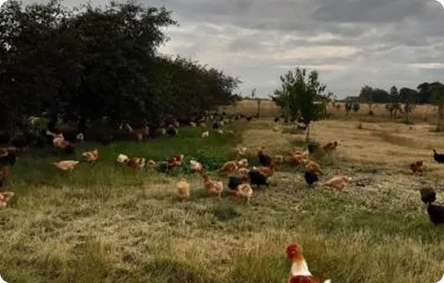 Volailles fermières en plein air sur une parcelle herbeuse à Civry-la-Forêt.
